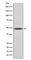 Anti-MyoD Rabbit Monoclonal Antibody